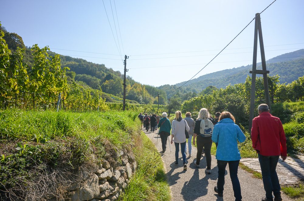 Literatur und Wandern - durch die Weinberge der Wachau