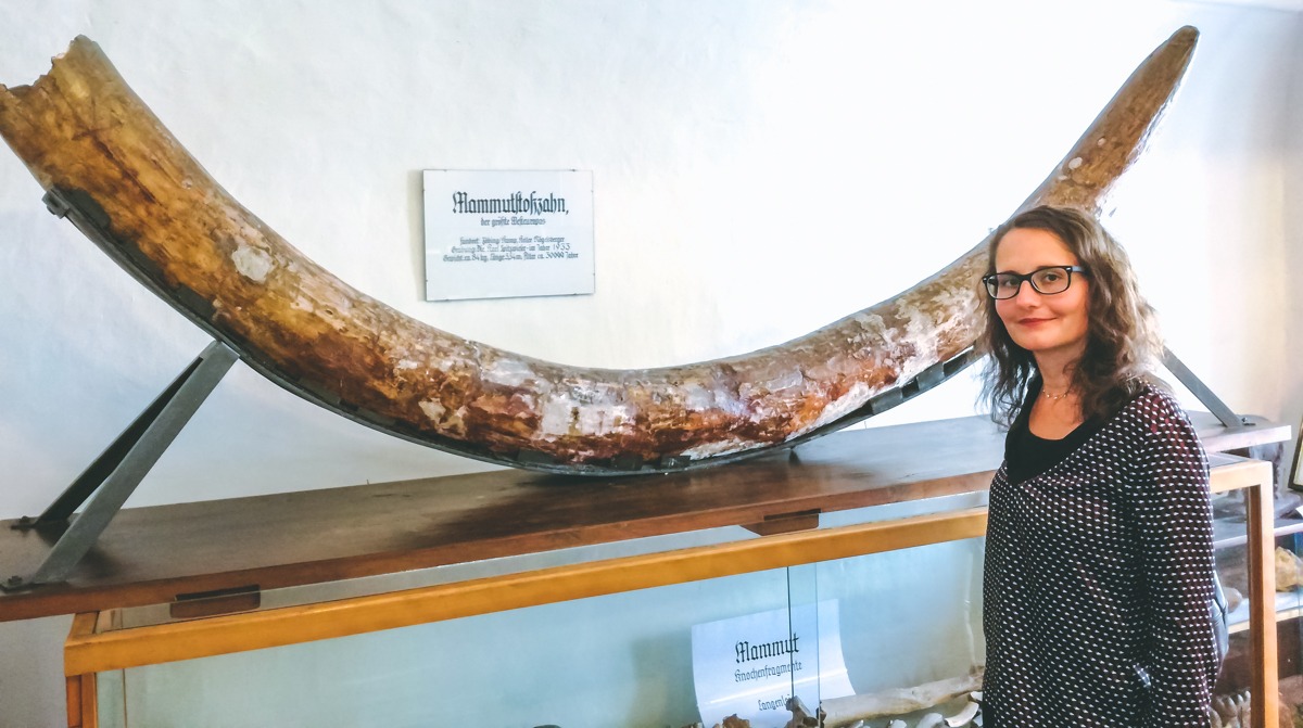 Der größte Mammutzahn Mitteleuropas im Heimatmuseum Langenlois
